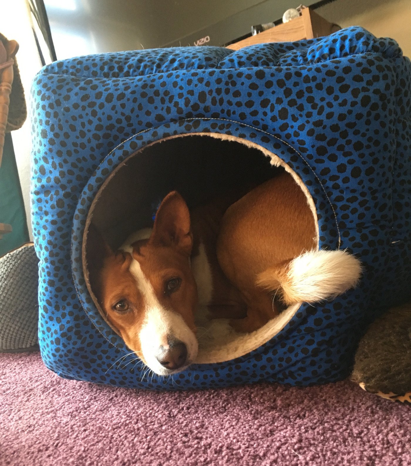 A basenji resting inside a circular fabric dog house