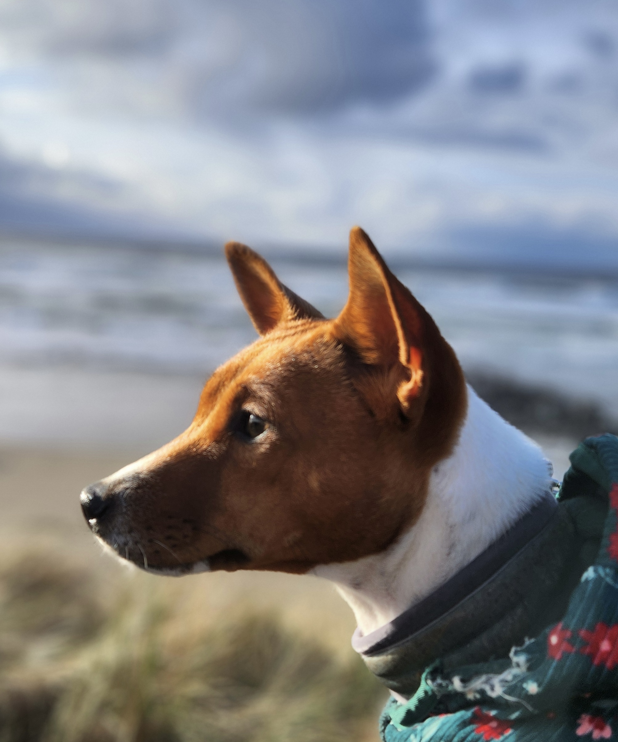 Close up of a you basenji in a hardness while at a shoreline