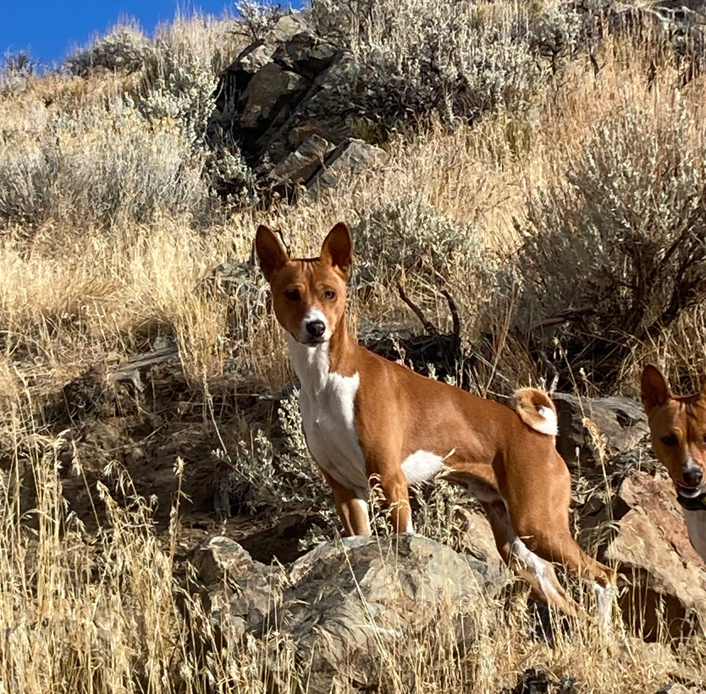 Two basenjis looking alert while roaming around out in the desert