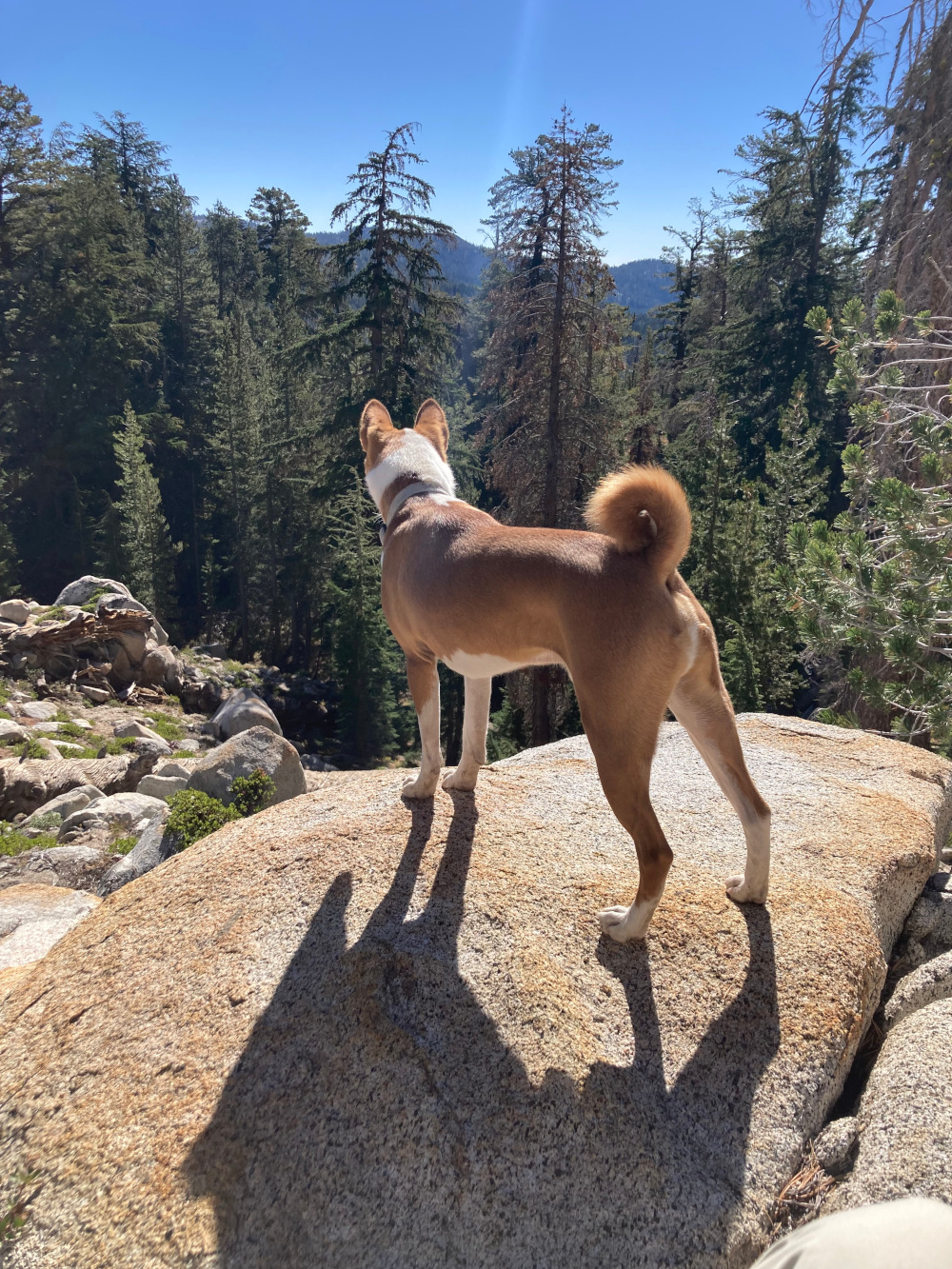A basenji standing on a rock while overlooking a forest