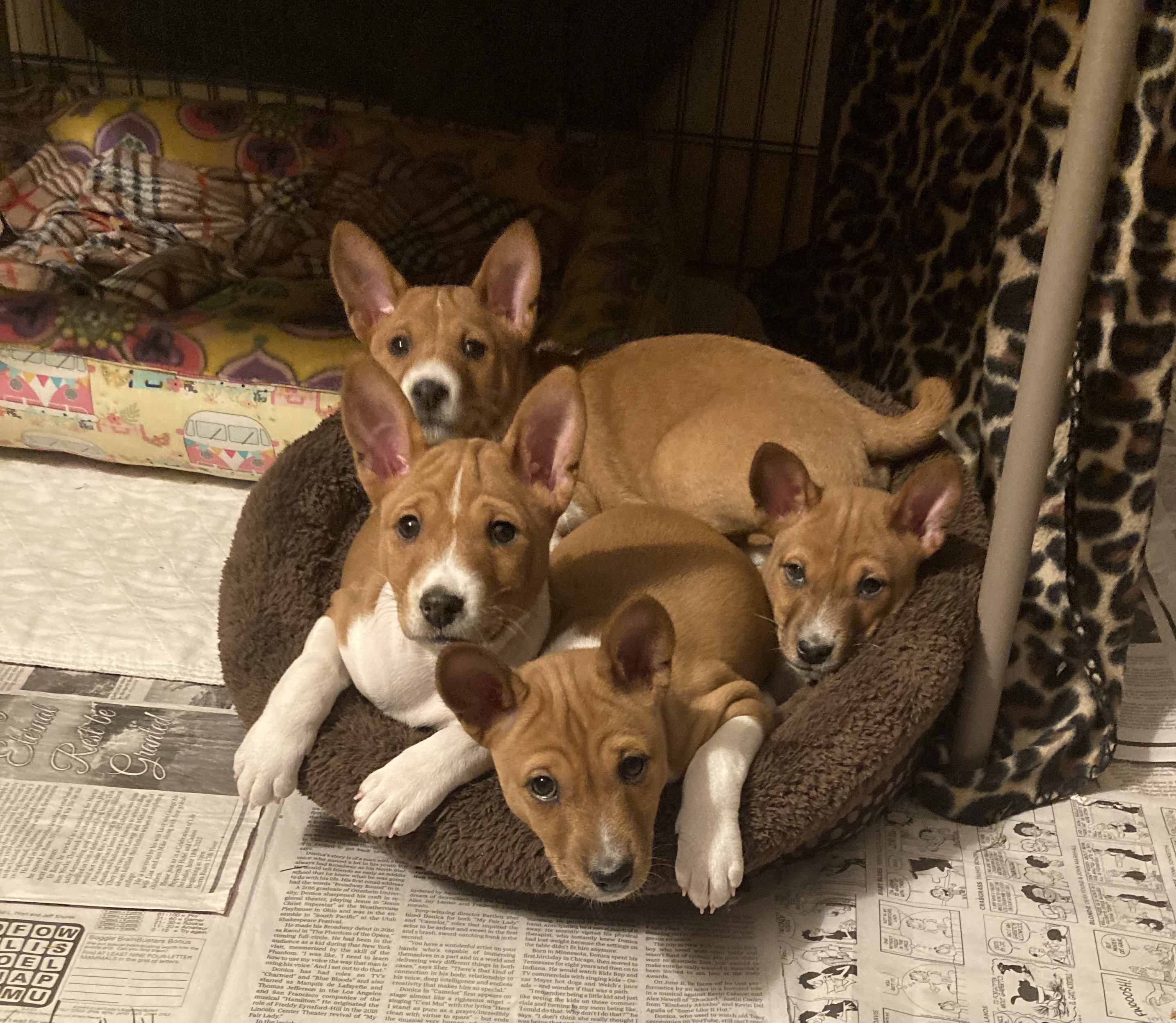 Four basenji puppies sharing a dog bed together