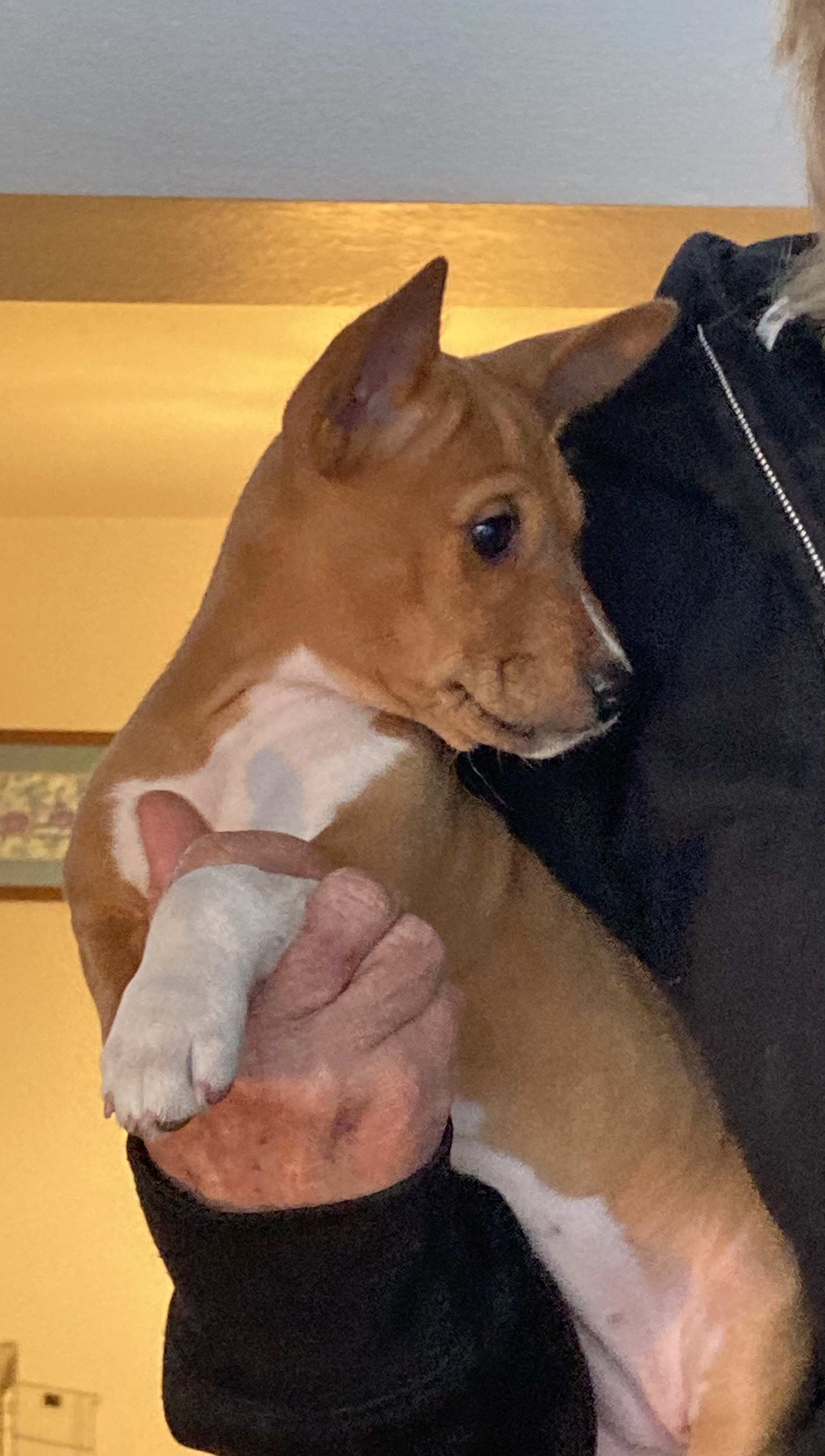 A basenji puppy being held in its owners arm