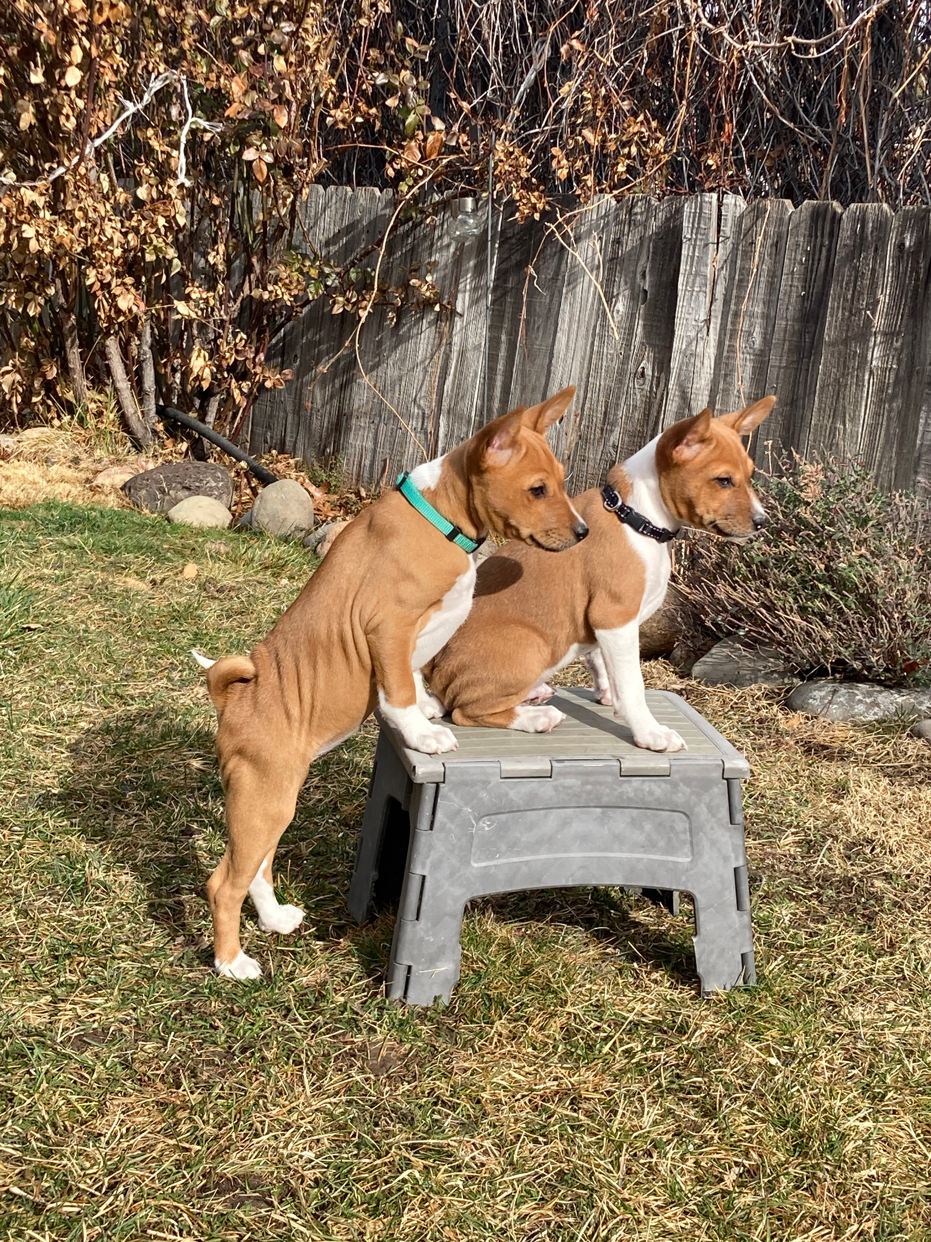 Two basenji puppies out in a yard with a plasstic step-stool, one sitting ontop of it and the other leaning on it with their front paws