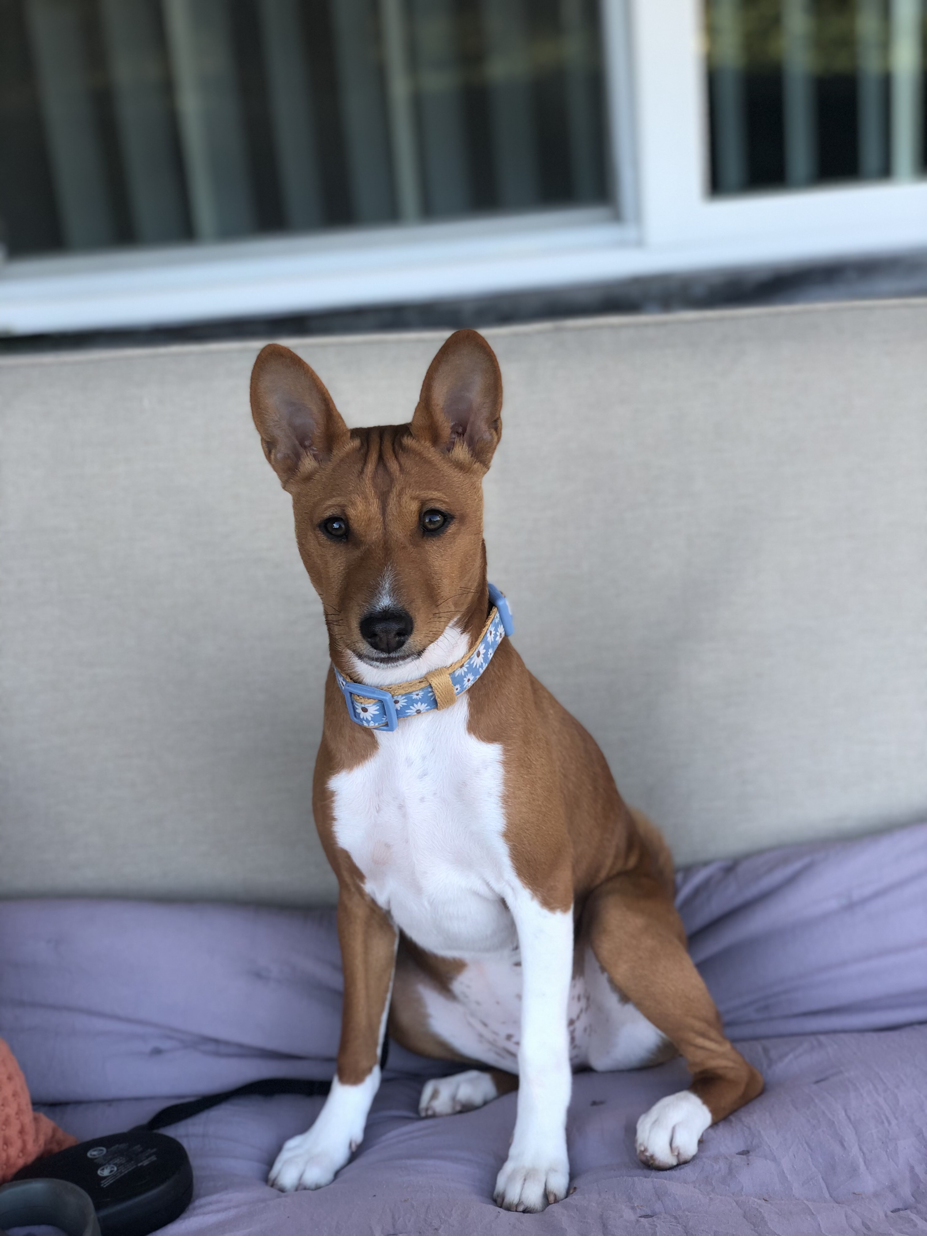A basenji with it's ears perked up while sitting on a dog bed