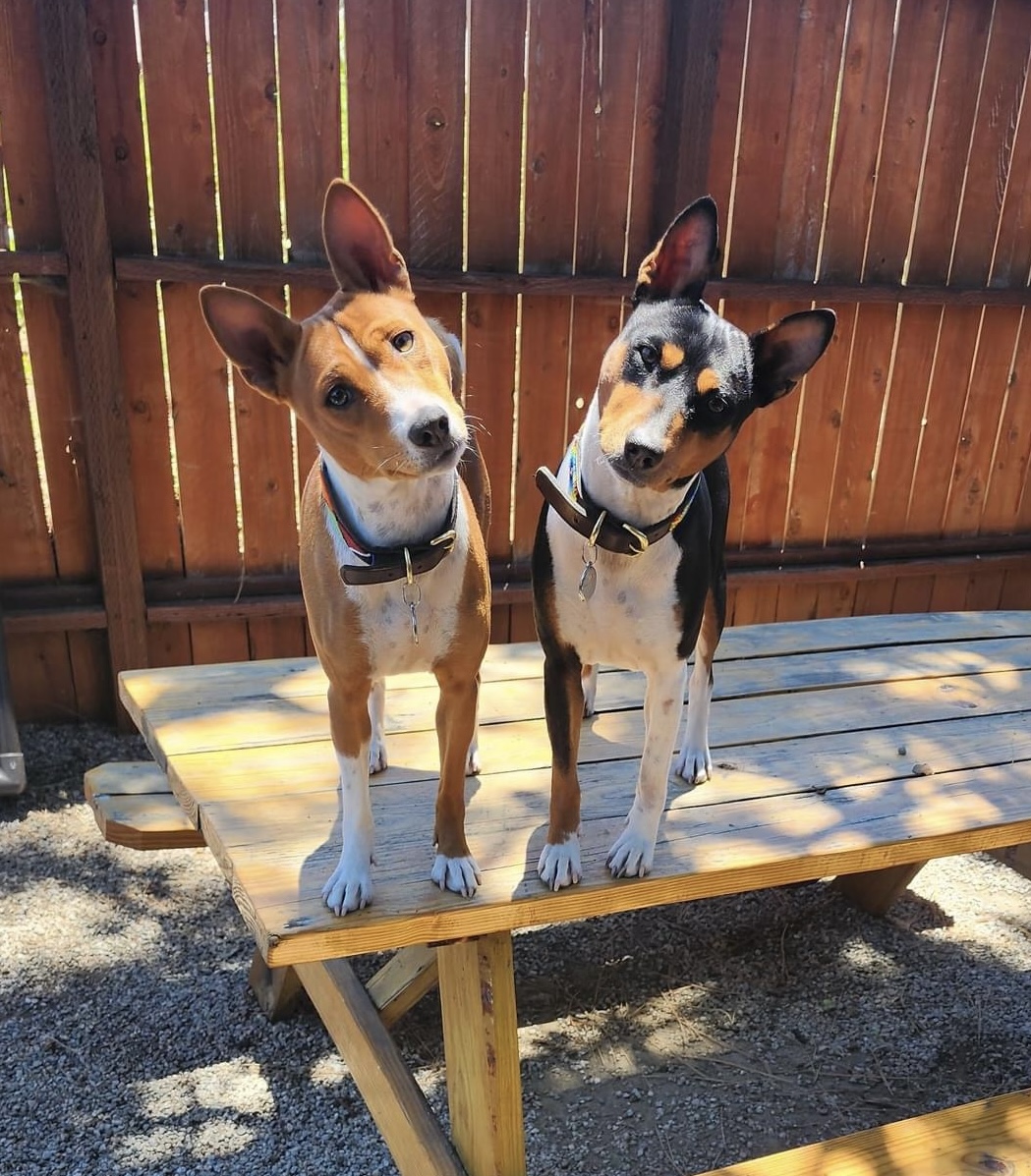 Two different colored basenji dogs tilting their heads inquisitively in opposite directions