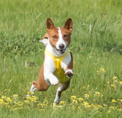 A basenji running through a field in a yellow pet dress